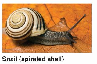 mantle, which secretes the shell if