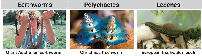 (7) Segmented worms (Phylum Annelida) 1) First animals with real body segmentation Body consists of a series