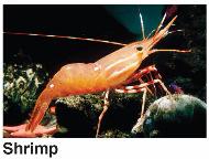 Arthropoda (Crustaceans, Insects, Spiders, Scorpions, Centipedes, Millipedes, Ticks, Mites) The diversity and