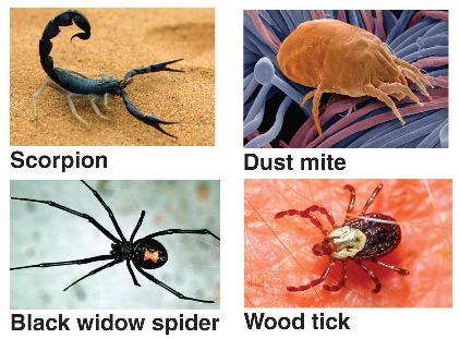 Arachnids Live on land Have 4 pairs of walking legs