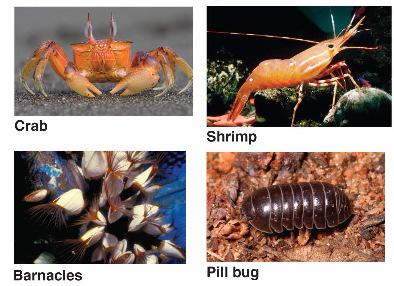 antennae Millipedes and Centipedes Millipedes eat