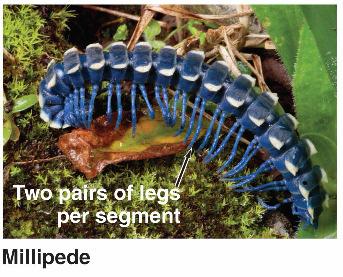 per body segment Centipedes are terrestrial
