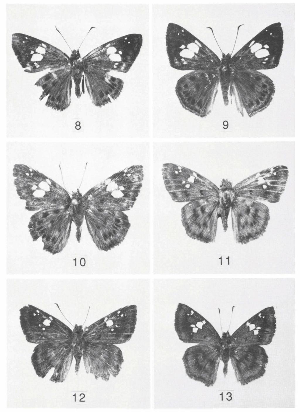 DE JONG & TREADAWAY: REVISIONAL NOTES ON COLADENIA 293 Figs. 8-13. Upperside of Coladenia species. 8, C. igna igna (Semper, 1892), holotype; 9, C. igna marinda subspec. nov.