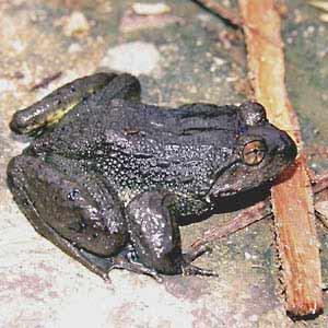 Staple food Frogs of the stream-dwelling Paa genus are among the most popular for hunting in China.