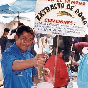 Market sale Frogs and toads are also sold as tonics in the markets of Peru.