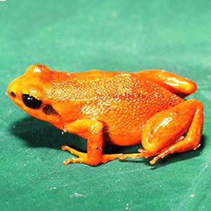 African exports Mantellas are among the most popular frogs as pets.