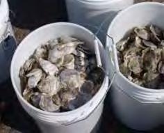 Baykeeper s Oyster Restoration Program Phases of