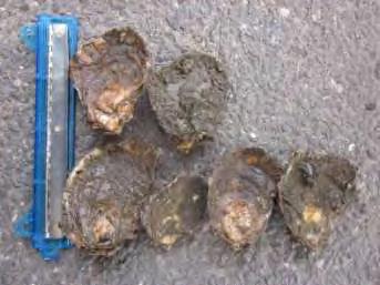 Oyster Gardening Currently, there are 45 oysters gardens within NY waters,