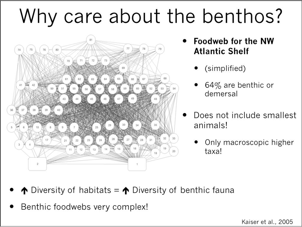 Why care about the benthos? Foodweb for the NW Atlantic Shelf (simplified) 64% are benthic or demersal Does not include smallest animals!