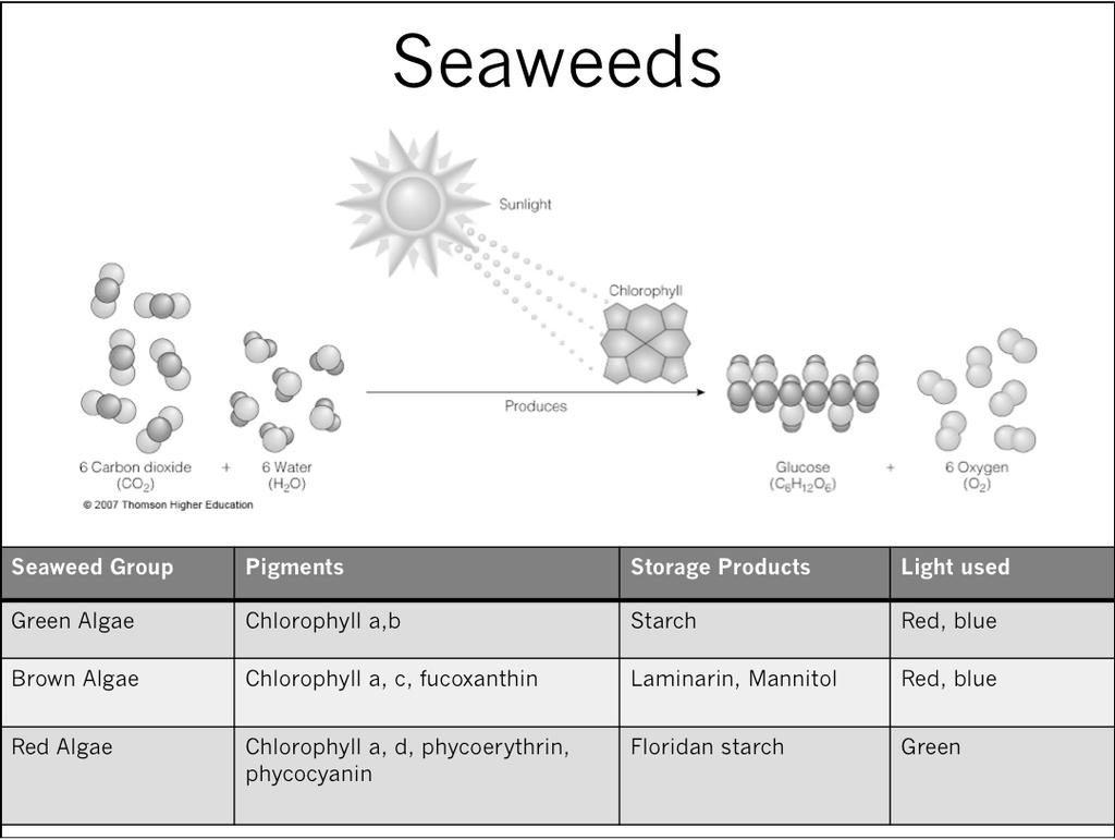 Seaweeds Seaweed Group Pigments Storage Products Light used Green Algae Chlorophyll a,b Starch Red, blue Brown Algae