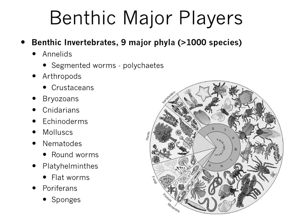 starch Green Benthic Major Players Benthic Invertebrates, 9 major phyla (>1000 species) Annelids Segmented worms -