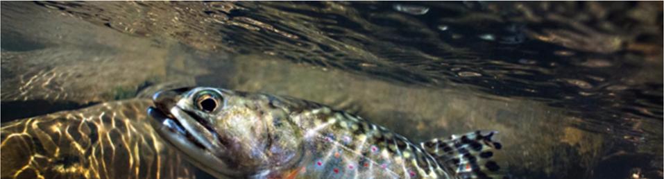 UP THE CREEK DEC 2017 Blue Ridge Mountain Trout Unlimited Chapter 696 Meets the second Saturday of the