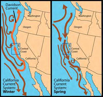 The California Current Winter conditions: Northward shelf currents, winds from the south, coastal