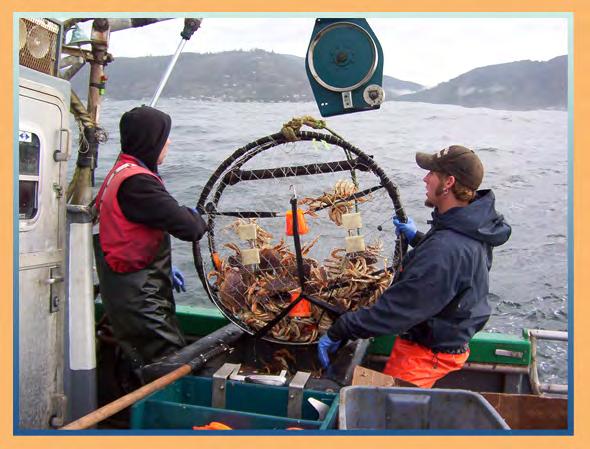 Dungeness crab Northern California, Oregon and Washington Fished with