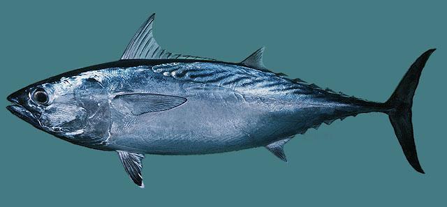 Tuna Fished with