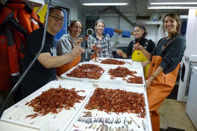 Ecological Responses NOAA biologists sort pelagic red crabs, which were unusually abundant off Central California in 2015-2016 (John