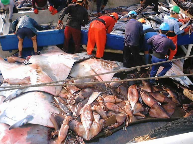 Bycatch of jumbo squid Dosidicus gigas in the tuna purse-seine fishery of
