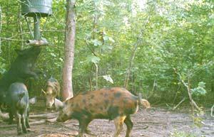 Many sources of information on the biology of wild pigs are available. This manual will only briefly review the main factors believed to be responsible for rapidly increasing wild pig populations.
