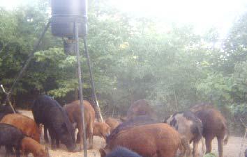 practices over a period of many generations, wild pigs are prolific breeders. Figure 2: A sounder of wild pigs under a game feeder.