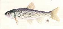 T H E B A I T F I S H P R I M E R STRIPED SHINER (Luxilus chrysocephalus) Characteristics:. large scales, much deeper than wide;. relatively deep body;.