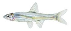 PEARL DACE (Margariscus margarita) Characteristics:. very small scales;. small mouth;. barbel in groove above lip (often missing on one or both sides);.