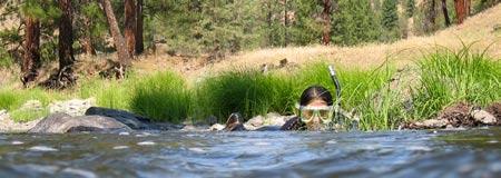 This scientist is looking for mussels in the Middle Fork John Day River. photo: CTUIR Freshwater Mussel Project SEARCHING FOR MUSSELS Searching for freshwater mussels can be an enjoyable experience.