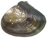 Anodonta are the winged fl oater (pictured) and California fl oater C & D: Elliptical Anodonta, external shell