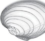 WHAT ARE FRESHWATER MUSSELS? Freshwater mussels are mollusks that produce a bivalved shell.