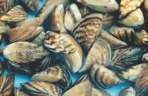 Zebra mussels photo: U.S. Geological Survey duced into waters west of the Continental Divide. Please contact your local natural resource agency if you think that you have found zebra mussels.