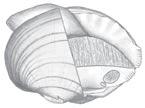 photo: CTUIR Freshwater Mussel Project; illustration: Ethan Nedeau LIFE HISTORY People who take the time to learn about freshwater mussels are amazed at the complex life cycle and reproductive traits