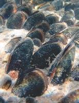 The larvae of native freshwater mussels are external parasites of fish.
