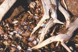 Mussels may also influence habitat quality and diversity of benthic macroinvertebrates.