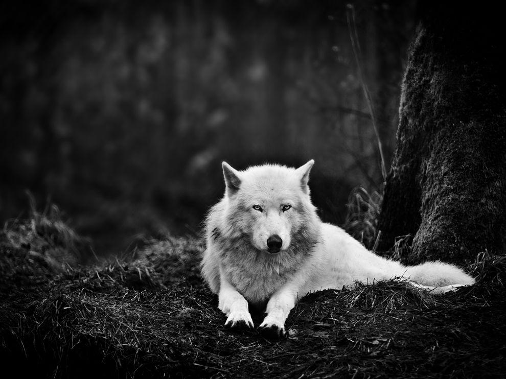 The Hunt for the Gray Wolf: A Case Study in Recovering Top-Predator Management Policy in