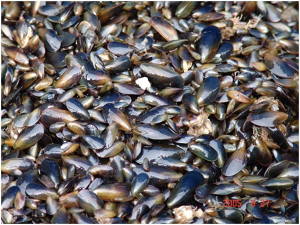 Status of Mussel Culture in NH Michael Chambers,