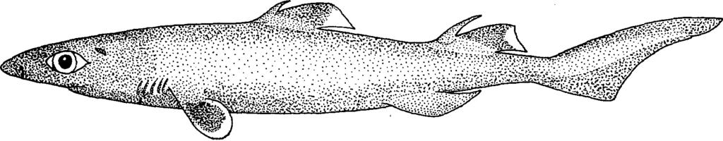 - 51 - FAO Names : En - Combtooth dogfish; Fr - Aiguillat peigne; Sp - Tolio negro peine.