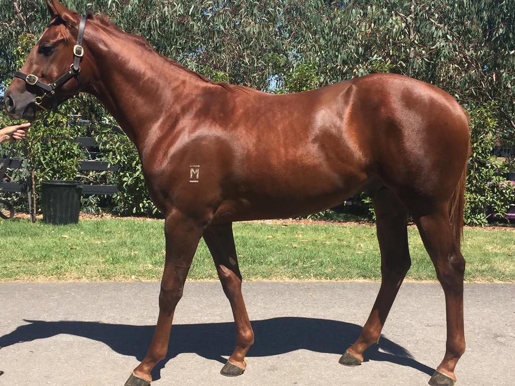 Unnamed yearling Chestnut Colt by Ocean Park Out of Due Diligence Notice to Potential Investors into this Syndicate You must be aware that an investment in this Syndicate is subject to investment and
