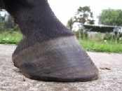 A photo of a hoof that is muddy or standing in long grass or deep sand is fairly pointless.