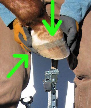 during use, with the hoof on the Grip Head or the Cradle, by lifting hoof and Grip Head or Cradle together while you