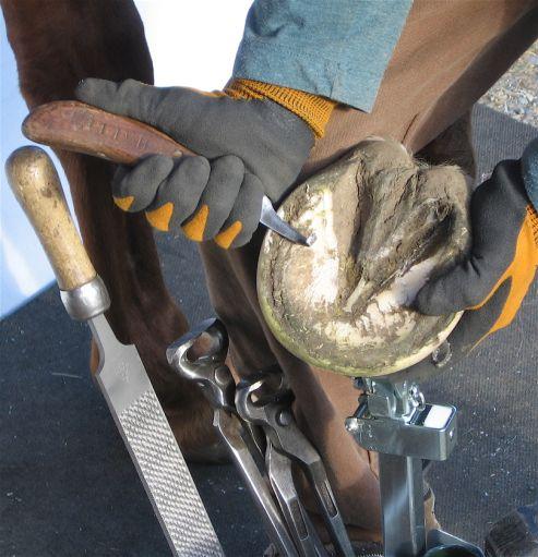 hoof Using other Evolutionary Hoof Care tools with your Evo Stand or Work Station