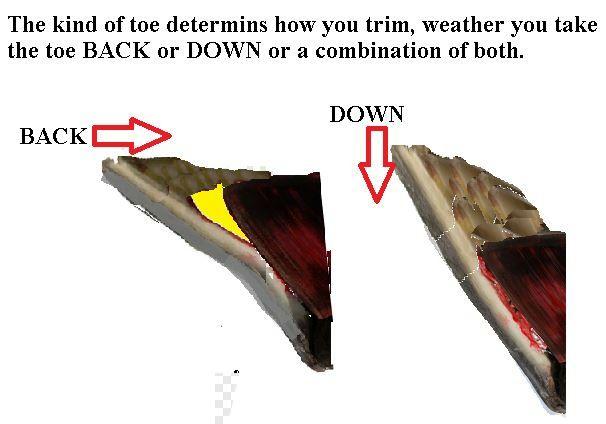 This diagram shows you the two directions you angle the rasp to take the toe back or down.