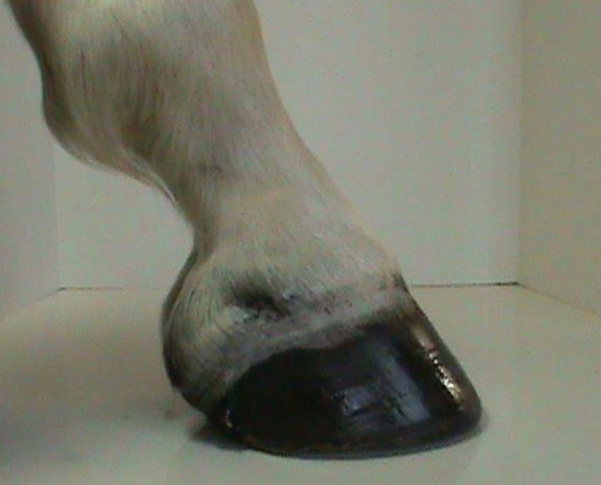 Understanding the True Foot of the Horse. Most of the time when people think of the horse s hoof or foot they picture it in a similar manner to fig. 1.