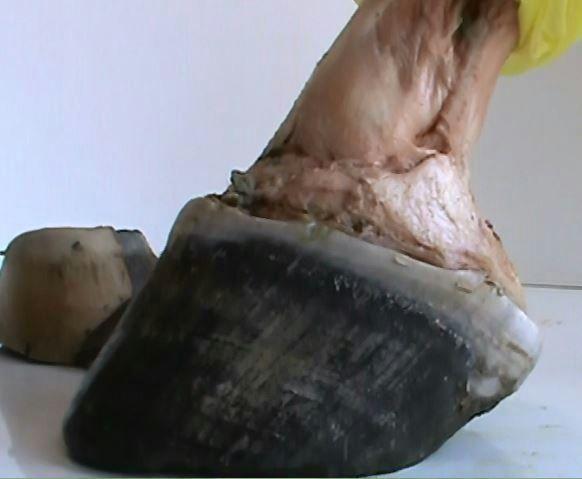 With enough force the hoof capsule which grows from the inner foot, can be removed just like you would take the shoe off of your foot.