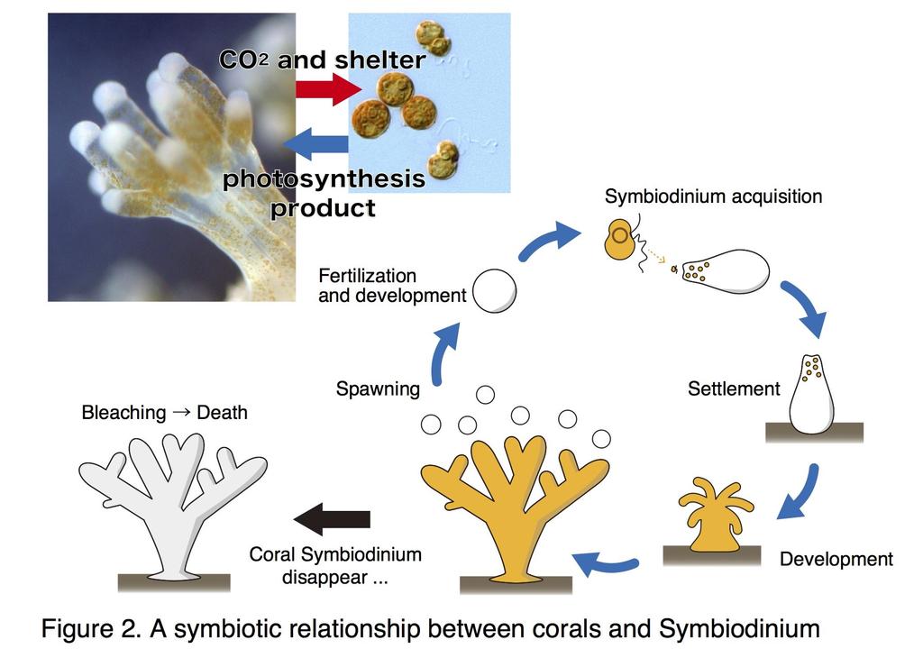 Symbiotic Relationships & Energy Transfer Coral reefs play an important role in Hawai i s marine ecosystem. A diverse number of organisms rely on coral reefs for food as well as shelter.