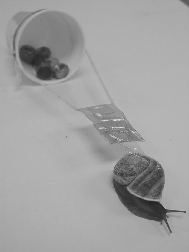 Chapter Title Here Various sized nuts, bolts and washers are placed inside the plastic cup to provide mass for the snail to pull.