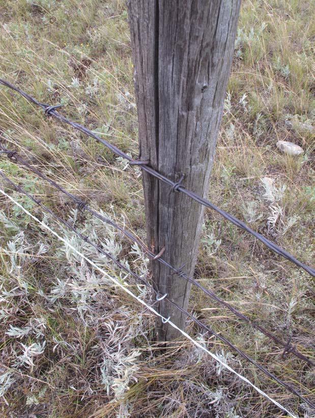 An image of a barbed-wire fence where the bottom strand has been replaced with