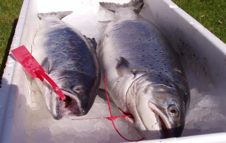 Carcass tags are attached to individual fish, through the mouth and gill cover.