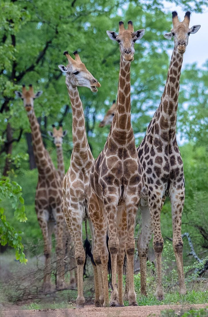I can t help but wonder what these giraffes were saying about us?