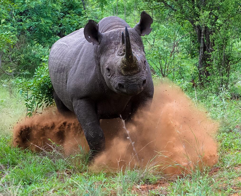 How much does a black rhino charge? This was a wonderful encounter!