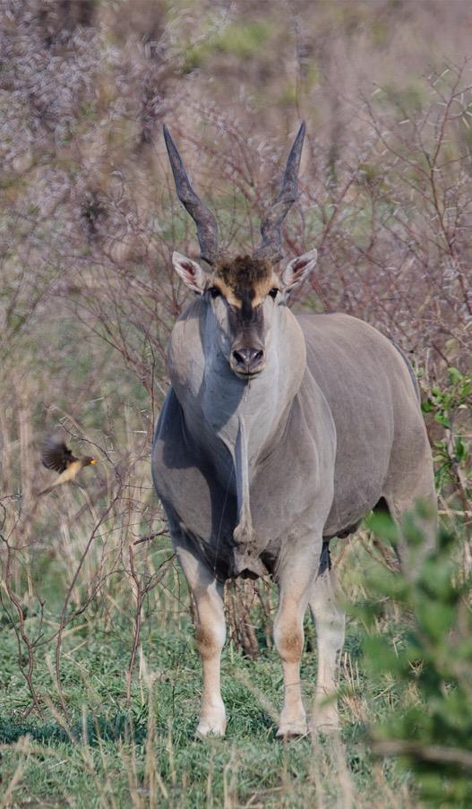 Mature males Just look at the girth of this eland bull s neck!