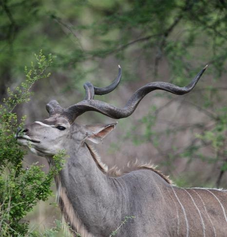 The kudu bull s horns begin growing at the age of 6-12 months, twisting once at
